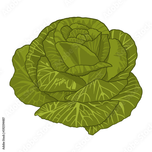 Artistic colorful cabbage. Digital imitation painting. Vector. 