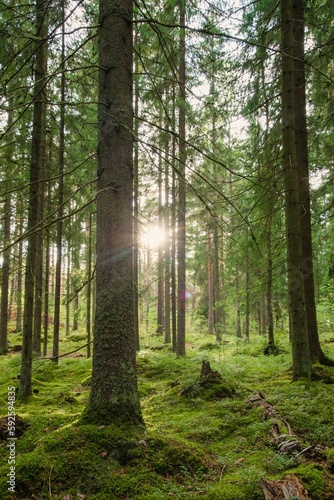 Fototapeta Naklejka Na Ścianę i Meble -  Beautiful forest landscape in summer