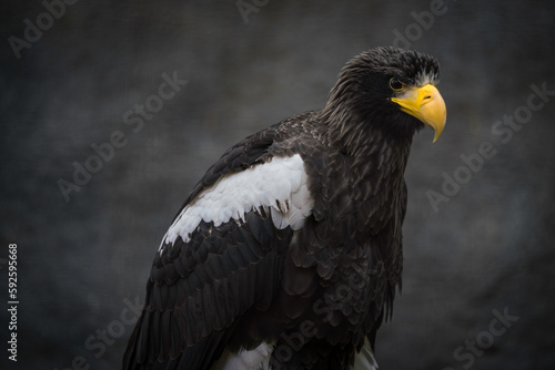 This close up image shows a wild Steller s sea eagle gazing into the distance. 
