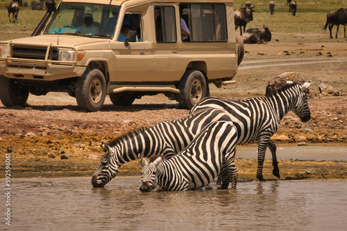 Zebras trinken Wasser im Ngorogoro Krater photo
