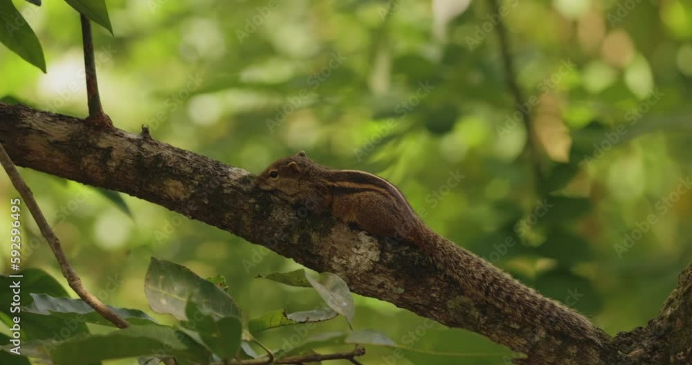 The Indian Palm Squirrel or Three-striped Palm Squirrel The Indian Palm Squirrel or Three-striped Palm Squirrel