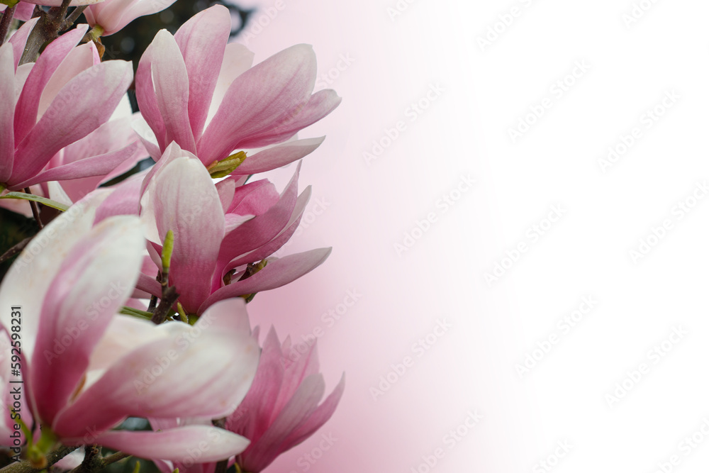 Pink flower border. Floral spring background