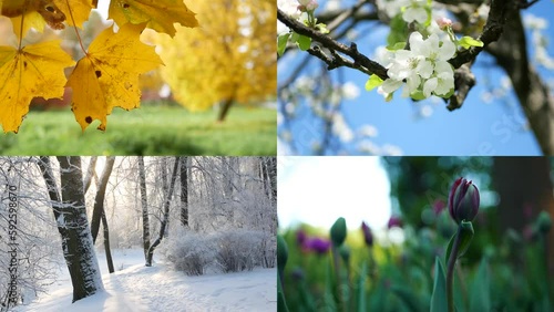 Seasons - collage with the image of nature at different times of the year. A beautiful collage - autumn, winter, spring, summer - four seasons.