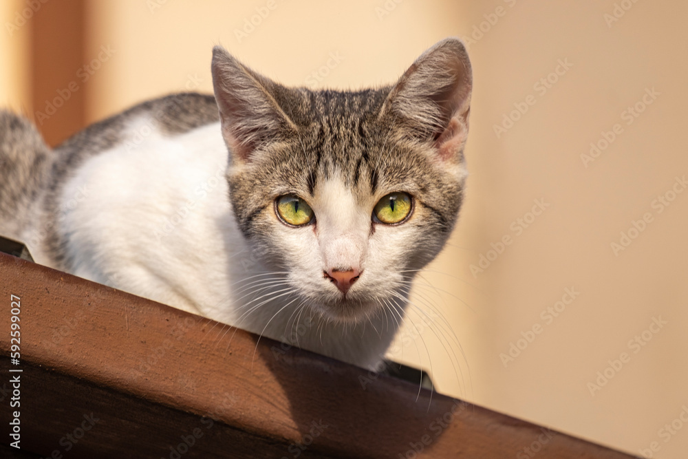 A young kitten with beautiful green eyes sitting on top of a wall, resting and basking in the morning sun to warm herself while looking at the camera.