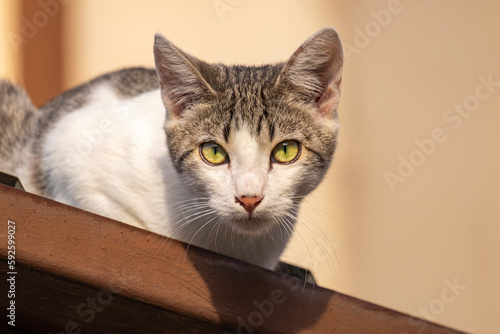 A young kitten with beautiful green eyes sitting on top of a wall, resting and basking in the morning sun to warm herself while looking at the camera. © mestock