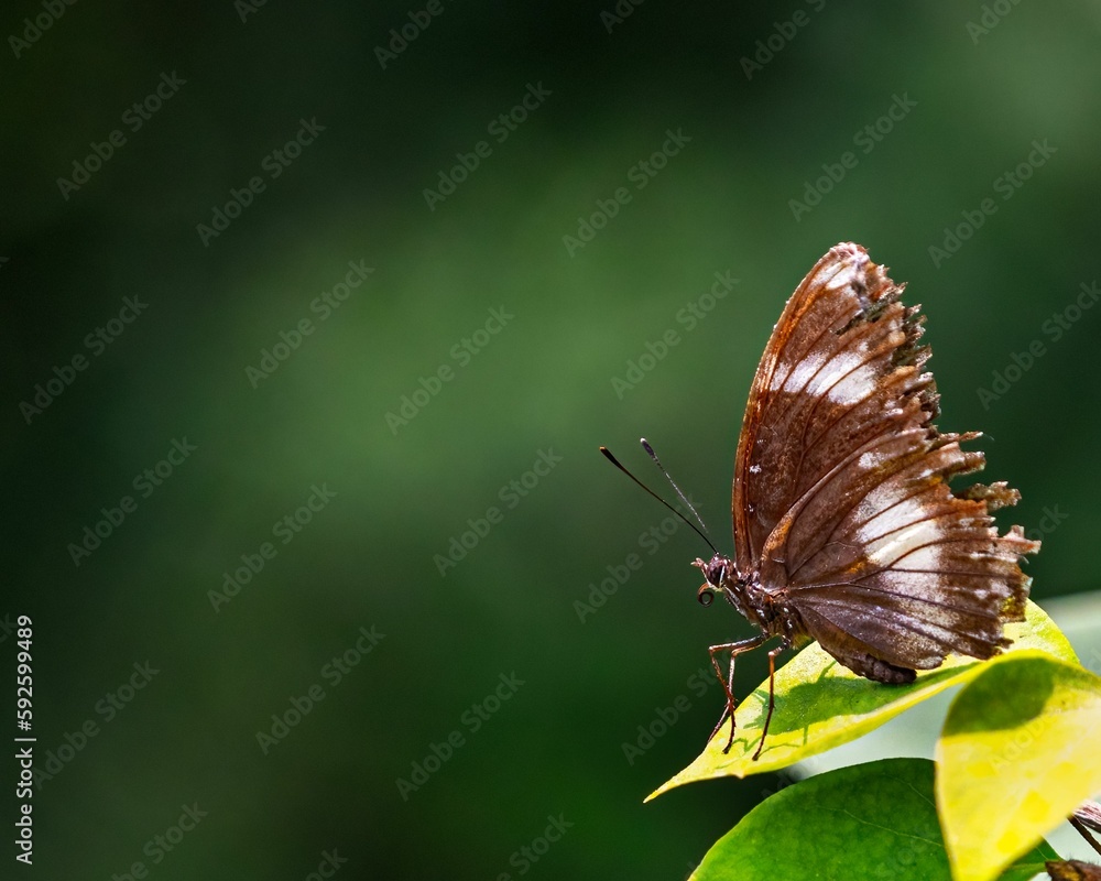 Closeup of a danaid eggfly butterfly sitting on a leaf.