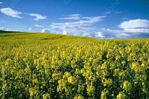 Closeup shot of yellow flowers blossoming in the field