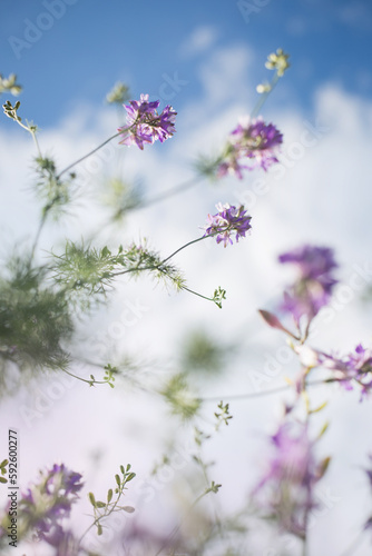 Dzika łąka oświetlona letnimi promieniami słońca, fioletowe polne kwiaty photo