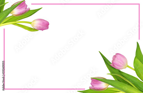 Fototapeta Naklejka Na Ścianę i Meble -  Spring pink tulip flowers in a corner arrangements with a frame isolated on white or transparent background