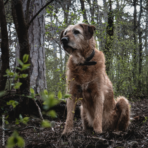 Elderly senior mixed breed wire haired male dog sitting resting in the woods on a dark spring day in the vienna forest. Representing the dignity of an old dog. Shot from frogs prespective.