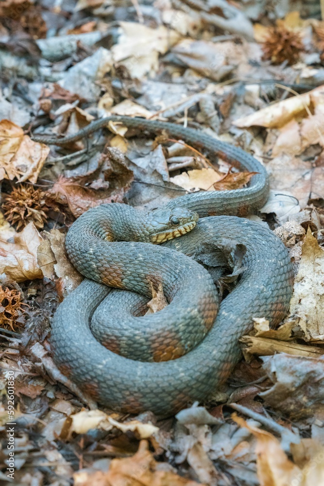 Obraz premium Vertical closeup shot of a thick wild snake on a forest floor