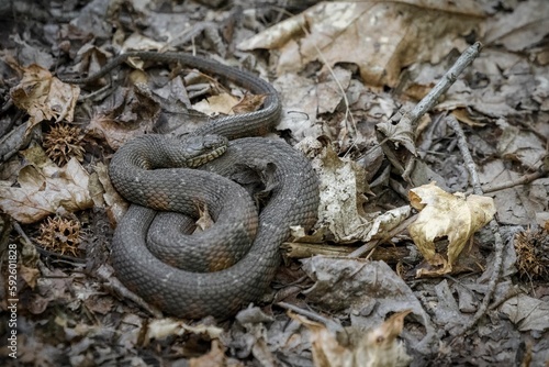 Closeup shot of a thick wild snake on a forest floor