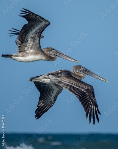 Vászonkép Cocoa pelicans flying over a coast