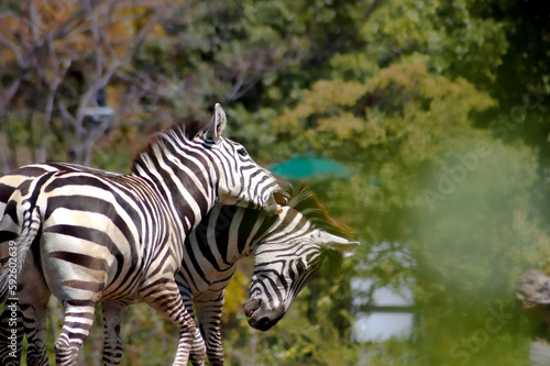 best friend zebra © utarock
