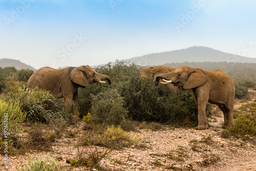 African Elephants enjoying breakfast