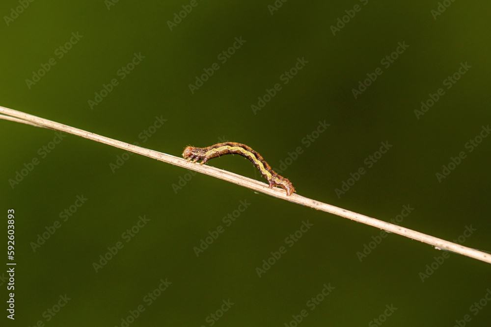 Die Raupe eines Großen Frostspanner, Erannis defoliaria auf einer Pflanze.
Die Raupe eines Großen Frostspanner, Erannis defoliaria auf einer Pflanze.