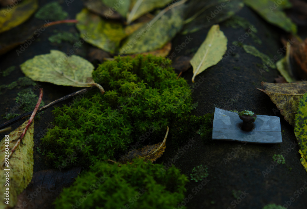 Naklejka premium moss and fallen autumn leaves on the roof