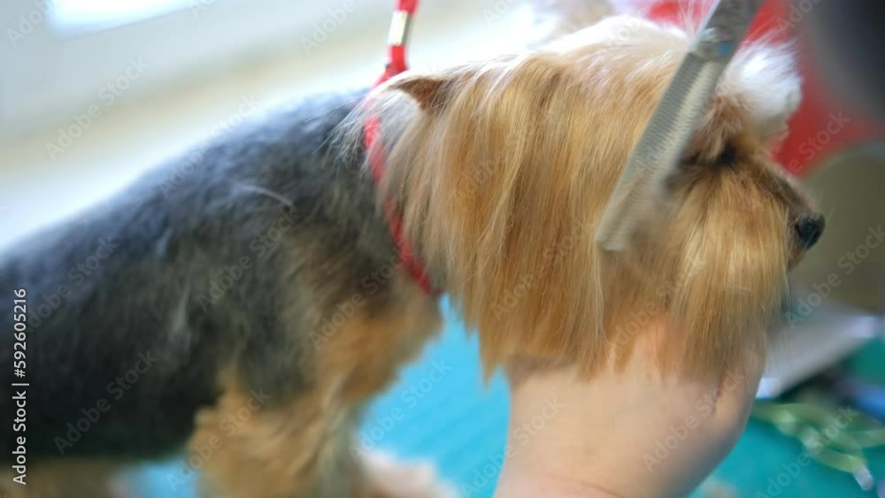 Yorkshire Terrier happy in grooming salon after beauty hygienic
