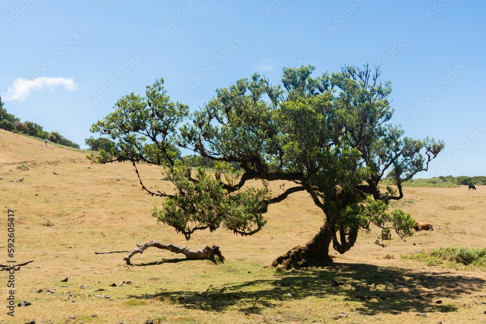 Lone short tree growing in a dry deserted area in Madeira