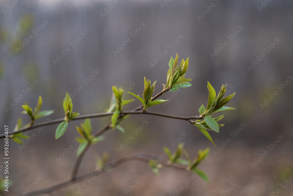 young green leaves on branches young green leaves on branches