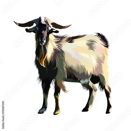 Vector illustration of a goat on a white isolated background. Vector goat rendered naturally