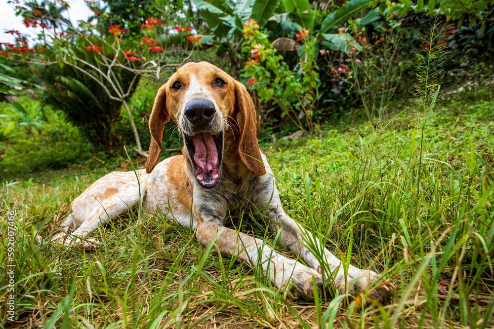 Adorable brown barking dog on a grassy clearing