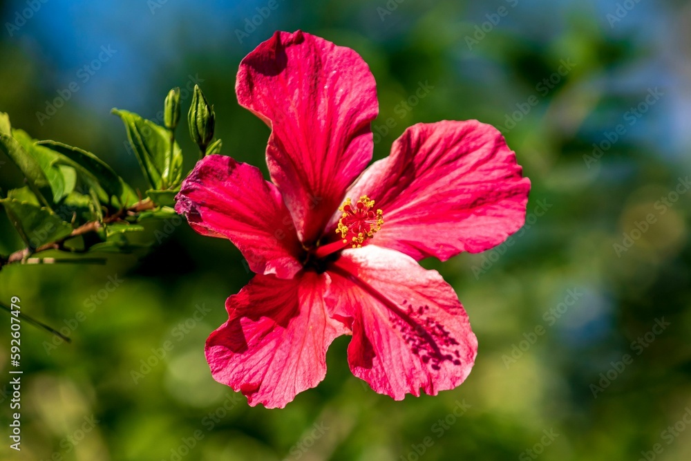 Closeup shot of a blooming bright pink hibiscus flower Closeup shot of a blooming bright pink hibiscus flower