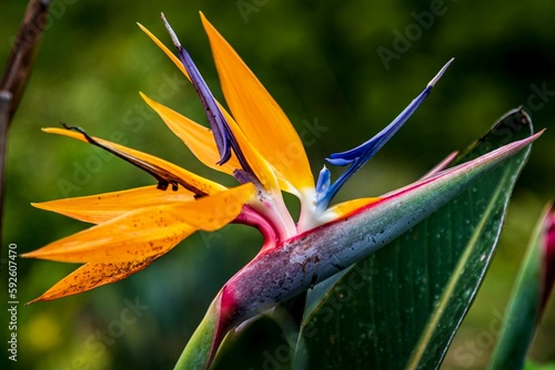 Closeup shot of blooming tropical orange birds of paradise flowers