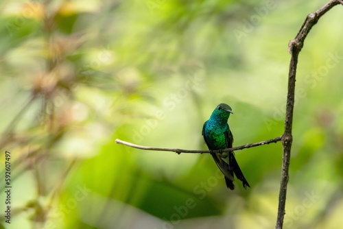 Selective focus shot of an indigo capped hummingbird perched on a tree branch