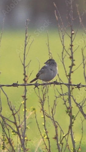 Vertical shot of a Grassland sparrow (Ammodramus humeralis) sitting on a wired fence looking around photo