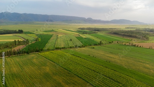 Bird's eye view of green cultivated fields in the countryside