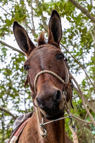 Fun portrait of a Mule donkey head looking under green tree eaves