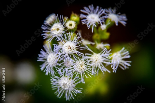 Shallow focus of Billygoat weed flower in the garden with blurbackground