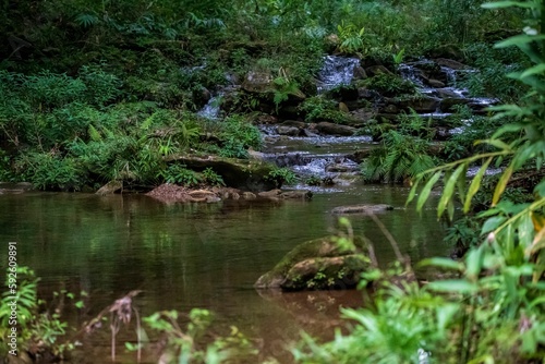 River with rocks and mossy grass plants in the forest