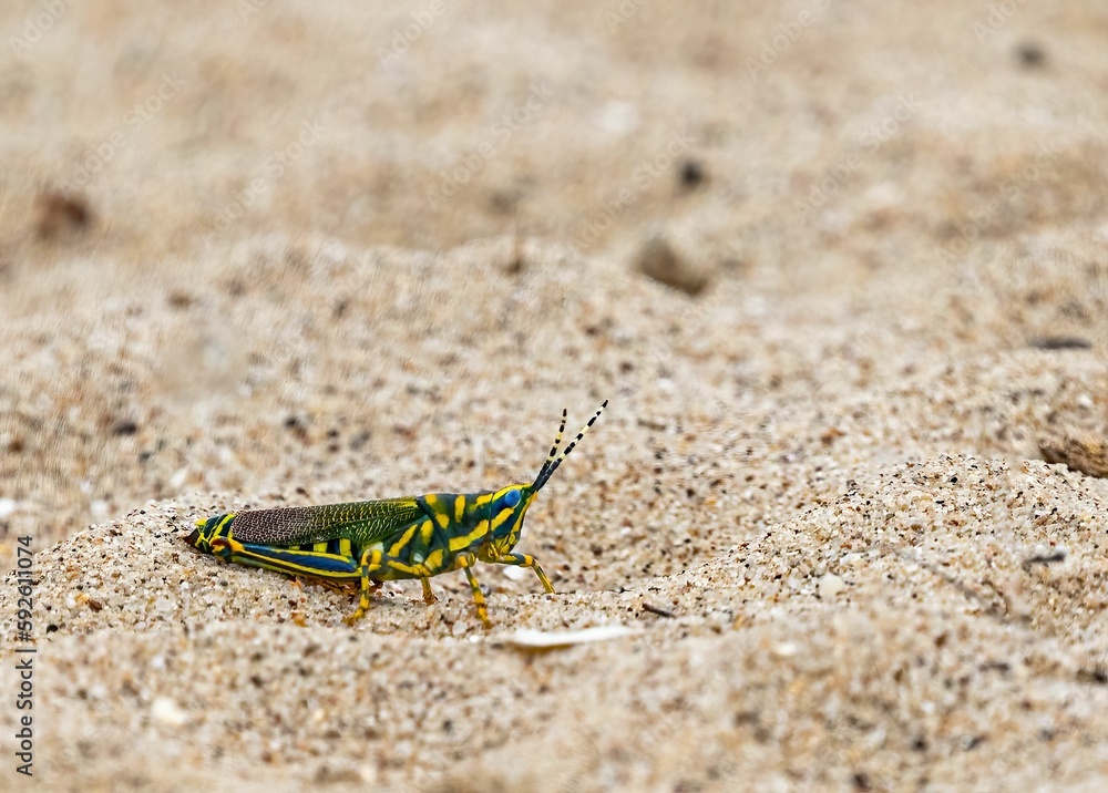 Painted Grasshopper sitting on a ground before flight Painted Grasshopper sitting on a ground before flight