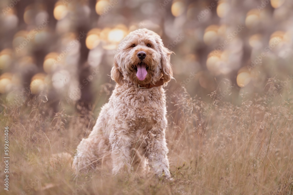 Closeup of a Labradoodle with its tongue out sitting in grass Closeup of a Labradoodle with its tongue out sitting in grass