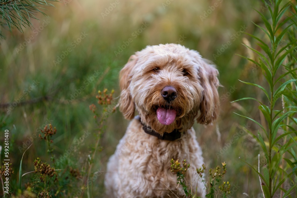 Closeup of a Labradoodle with its tongue out sitting in green grass Closeup of a Labradoodle with its tongue out sitting in green grass