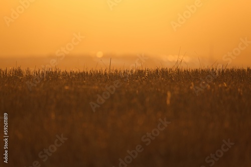 Field of grass at sunset with a blurred background of yellow sky