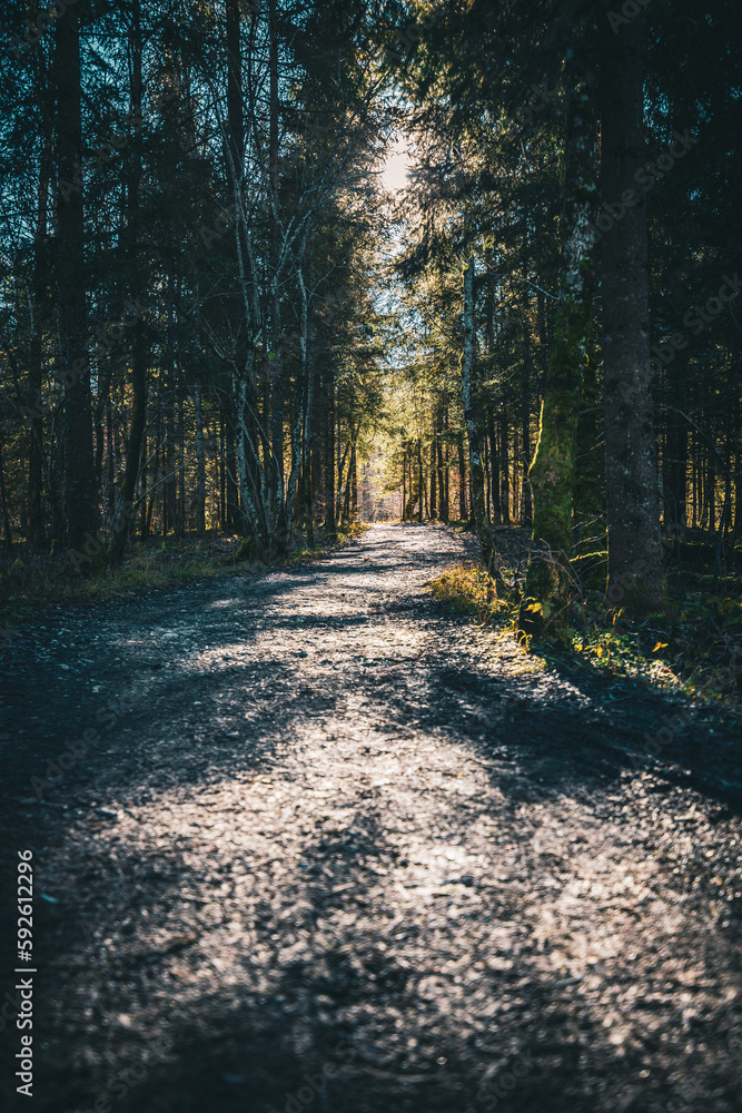 Fototapeta premium Vertical shot of a pathway between trees and sunlight behind in a forest