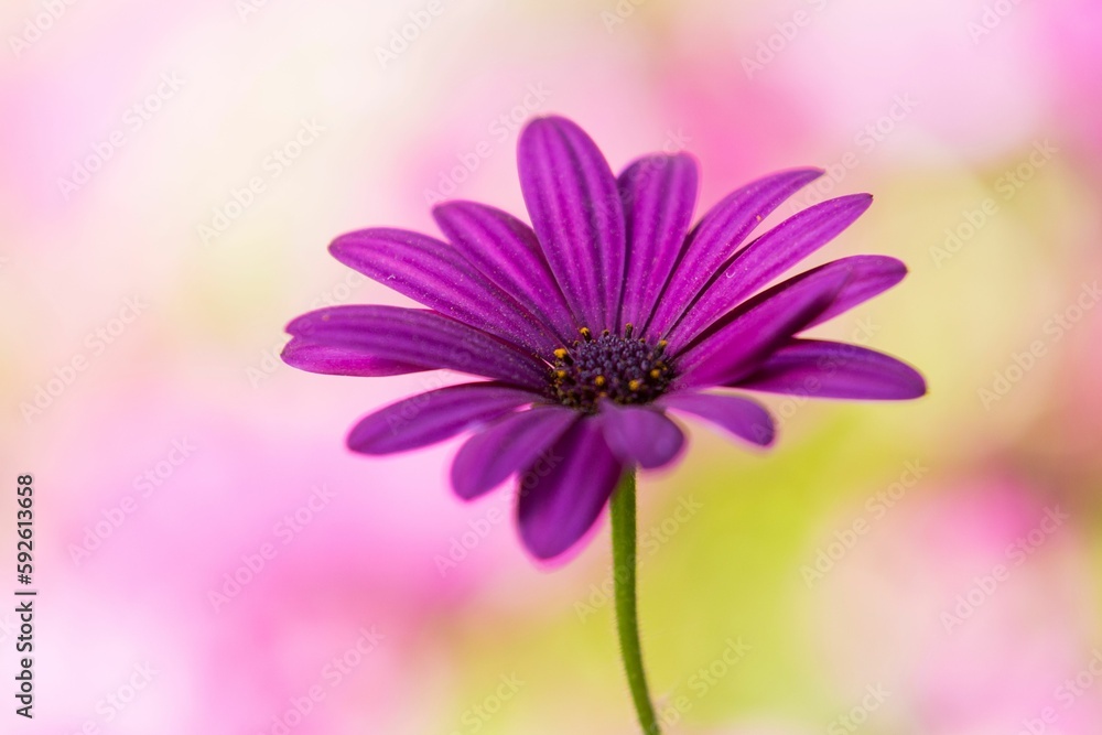 Fototapeta premium Selective focus shot of a purple Daisy flower
