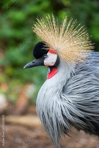 Selective focus shot of a crowned crane