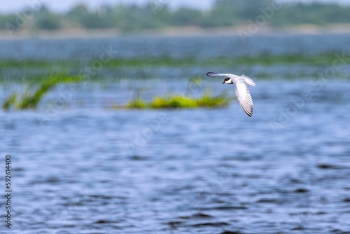 Whiskered tern, Chlidonias hybrida flying over a lake. © Yadvendra Kumar/Wirestock Creators