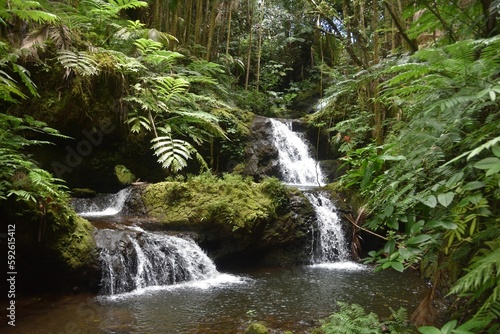 Flowing waterfall surrounded by dense trees