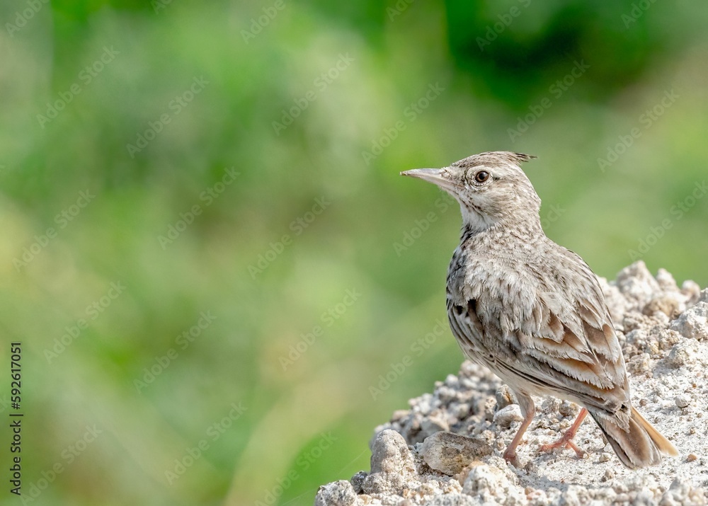 Fototapeta premium Selective focus shot of crested lark (Galerida cristata)