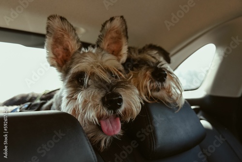 Photography Closeup shot of two adorable fluffy Schnauzer dogs in a car backseat