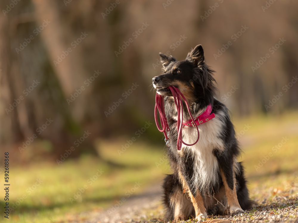 Fototapeta premium A black tri Australian Shepherd dog is holding a leash in the mouth and waiting for a walk in the season autumn