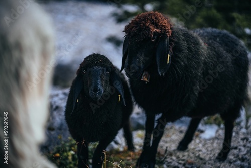 Black Romanov sheep on the gravel road