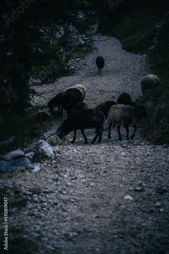 Vertical shot of the black Romanov sheep on the gravel road