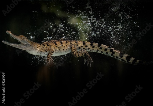 New Guinea crocodile (Crocodylus novaeguineae) swims underwater in terrarium