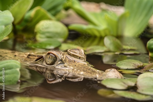 Reflection of water in eyes of New Guinea crocodile (Crocodylus novaeguineae) in pond full of algae